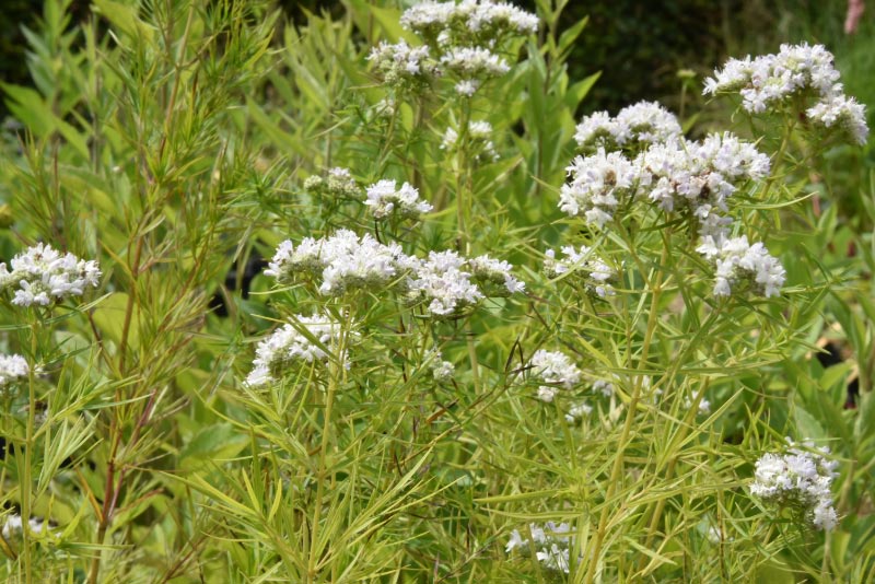 Pycnanthemum pilosum Bergmunt bestellen